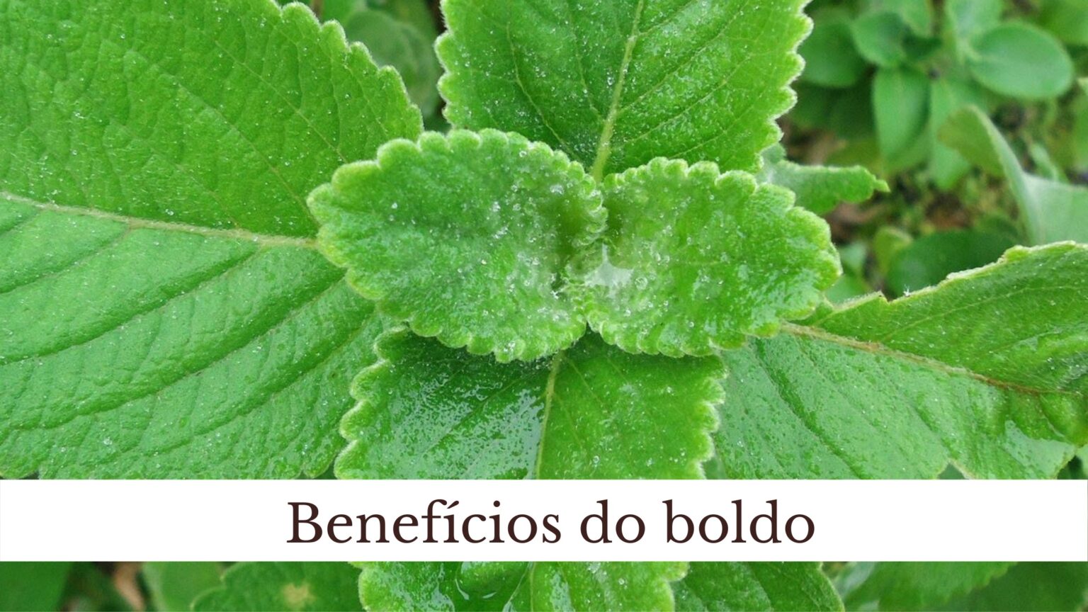 Benefícios Do Boldo Conheça Como Usar Essa Planta Arteblog 7336